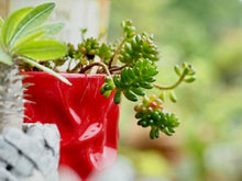 画像をギャラリービューアに読み込む, セダム・レッドベリー 2.5号