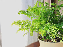 画像をギャラリービューアに読み込む, アジアンタム・フラグランス 5号 鉢カバー「Re:af®」セット