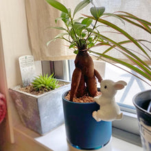 画像をギャラリービューアに読み込む, kaorimaru ガジュマル 2.5号 季節限定サクラの香り