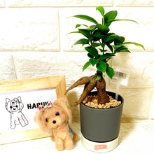 画像をギャラリービューアに読み込む, kaorimaru ガジュマル 2.5号 香り付き観葉植物
