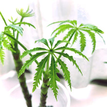 画像をギャラリービューアに読み込む, グリーンアラレア 5号 おしゃれなシンボルツリー