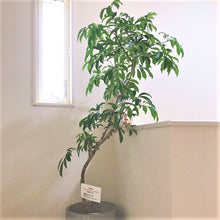 画像をギャラリービューアに読み込む, ツピタンサス・カリプトラツス 8号