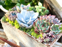 画像をギャラリービューアに読み込む, エケベリア・ラウィ 2.5号 【国内実生苗】