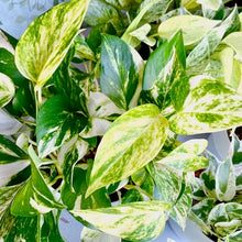 画像をギャラリービューアに読み込む, ポトス(斑入り) タワー仕立て 7号