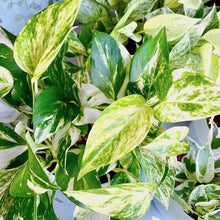 画像をギャラリービューアに読み込む, ポトス(斑入り) タワー仕立て 7号 鉢カバー「Re:af®」セット