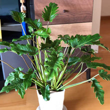 画像をギャラリービューアに読み込む, フィロデンドロン・セローム 5号 おしゃれな観葉植物 ギフトにもおすすめ