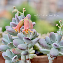 画像をギャラリービューアに読み込む, コチレドン・フクダルマ〈3ポットセット〉