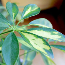 画像をギャラリービューアに読み込む, 斑入り ホンコンカポック(シェフレラ) 7号 鉢カバー「Re:af®」セット