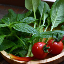 画像をギャラリービューアに読み込む, 栽培キット グローテール ミッキーマウス ミニーマウス