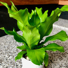 画像をギャラリービューアに読み込む, アスプレニウム・アビス 5号