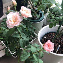 画像をギャラリービューアに読み込む, サスティー(SUSTEE) 水やりチェッカー・観葉植物や鉢花に使える水分計