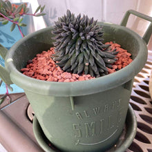 画像をギャラリービューアに読み込む, シノクラッスラ・スマロ(四馬路) 多肉植物