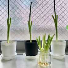 画像をギャラリービューアに読み込む, 【料理に摘んで食べられる】 おうち和香草の苗セット(小ねぎ、青しそ、赤しそ)