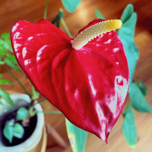 画像をギャラリービューアに読み込む, アンスリウム 赤 6号 白鉢セット 【ギフトにおすすめ!】