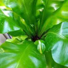 画像をギャラリービューアに読み込む, アスプレニウム・アビス 5号