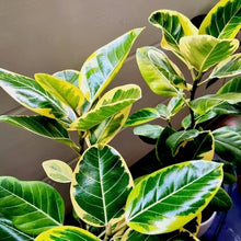 画像をギャラリービューアに読み込む, 【一点物】フィカス・アルテシーマ 8号 沖縄観葉 高さ 約130cm No.123