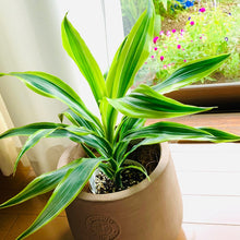 画像をギャラリービューアに読み込む, ドラセナ・レモンライム 4号