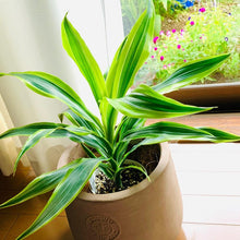 画像をギャラリービューアに読み込む, ドラセナ・レモンライム 4号 鉢カバー「Re:af®」セット