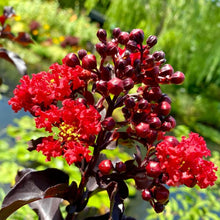 画像をギャラリービューアに読み込む, 【予約商品:7/29発送】サルスベリ・ブラックパール ルージュ 5.5号 1鉢