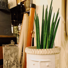 画像をギャラリービューアに読み込む, サンスベリア・ミカド 7号 シュエット鉢皿付き 1鉢