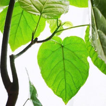 画像をギャラリービューアに読み込む, フィカス・ウンベラータ 6号 鉢カバー「Re:af®」セット