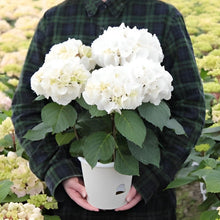 画像をギャラリービューアに読み込む, 【予約商品:5/5発送】アジサイ ブラックステム ゼブラホワイト 1鉢