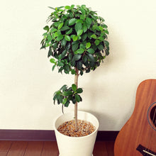 画像をギャラリービューアに読み込む, フィカス・ナナ スタンド仕立て 6号 1鉢