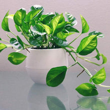 画像をギャラリービューアに読み込む, ポトス(斑入り) 5号 室内におすすめ 観葉植物