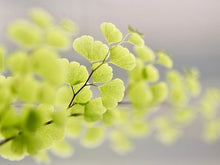 画像をギャラリービューアに読み込む, アジアンタム・フラグランス 5号