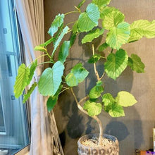 画像をギャラリービューアに読み込む, フィカス・ウンベラータ 6号 鉢カバー「Re:af®」セット