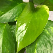 画像をギャラリービューアに読み込む, ポトス(斑入り) 5号 室内におすすめ 観葉植物
