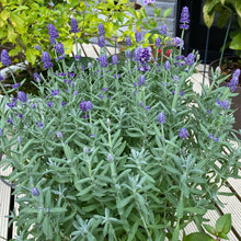 画像をギャラリービューアに読み込む, ラベンダー・センティビア・ブルー 5号 1鉢