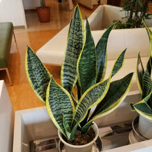 画像をギャラリービューアに読み込む, サンスベリア・ローレンティー(トラノオ) 4号 室内におすすめ おしゃれな観葉植物