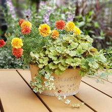 画像をギャラリービューアに読み込む, 【販売期間:5/24まで】マリーゴールド・サファリ 4種植え 1鉢