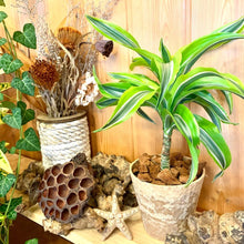 画像をギャラリービューアに読み込む, ドラセナ・レモンライム 4号 鉢カバー「Re:af®」セット