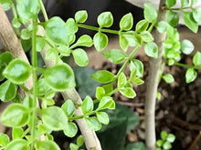 画像をギャラリービューアに読み込む, シマトネリコ 8号 初心者向き 庭木 シンボルツリー