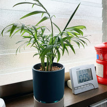画像をギャラリービューアに読み込む, kaorimaru テーブルヤシ 2.5号 香り付き観葉植物