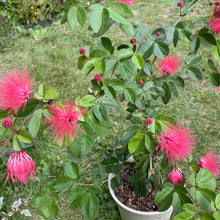 画像をギャラリービューアに読み込む, 【予約商品:7/14発送】高麗ネムノキ(コウライネム) 3.5号 1ポット