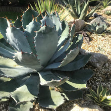 画像をギャラリービューアに読み込む, アガベ ・グアダラハラナ 7号 1鉢
