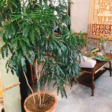 画像をギャラリービューアに読み込む, グリーンアラレア 5号 おしゃれなシンボルツリー