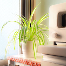 画像をギャラリービューアに読み込む, オリヅルラン・K'sマジック 4号