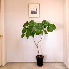 画像をギャラリービューアに読み込む, フィカス・ウンベラータ 6号 鉢カバー「Re:af®」セット