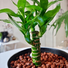 画像をギャラリービューアに読み込む, 【販売期間:12月24日まで】ミリオンバンブー(開運竹) 3段タワー仕立て 4号