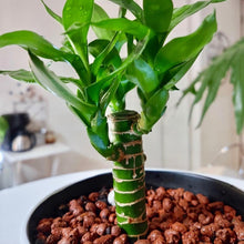 画像をギャラリービューアに読み込む, ミリオンバンブー 7号 鉢カバー「Re:af®」セット