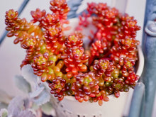 画像をギャラリービューアに読み込む, セダム・レッドベリー 2.5号