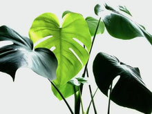 画像をギャラリービューアに読み込む, モンステラ・アダンソニー 6号 おしゃれな鉢セット インテリアグリーン