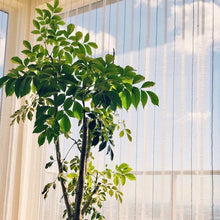 画像をギャラリービューアに読み込む, シマトネリコ 8号 初心者向き 庭木 シンボルツリー