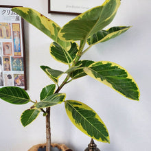 画像をギャラリービューアに読み込む, 【一点物】フィカス・アルテシーマ 8号 沖縄観葉 高さ 約135cm No.129