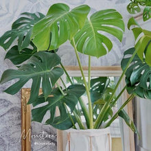 画像をギャラリービューアに読み込む, モンステラ・アダンソニー 6号 おしゃれな鉢セット インテリアグリーン