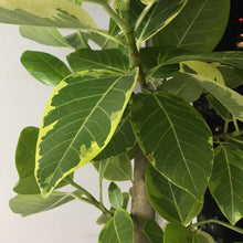 画像をギャラリービューアに読み込む, 【一点物】フィカス・アルテシーマ 8号 沖縄観葉 高さ 約135cm No.129